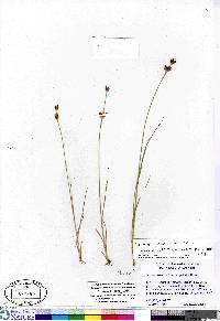 Juncus castaneus subsp. leucochlamys image