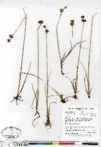 Juncus castaneus subsp. leucochlamys image