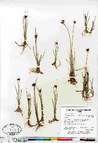 Juncus castaneus image