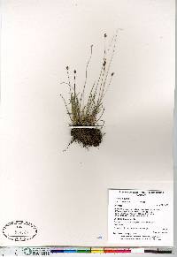 Juncus triglumis var. albescens image