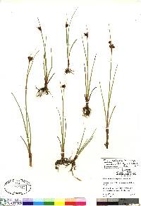 Juncus castaneus subsp. leucochlamys image