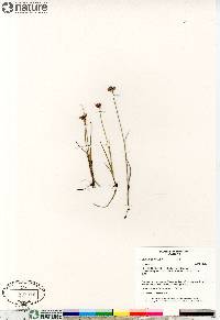 Juncus castaneus image