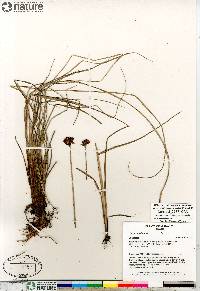 Juncus castaneus image