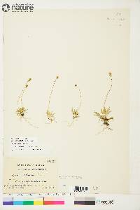 Tofieldia pusilla image