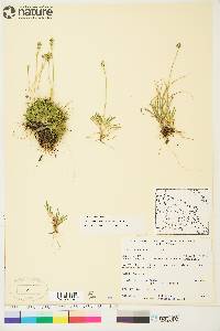 Tofieldia pusilla image