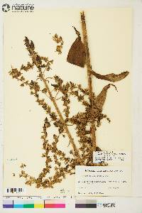 Veratrum viride subsp. eschscholtzii image