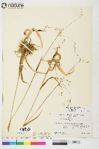 Luzula parviflora image