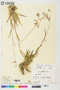 Luzula parviflora image