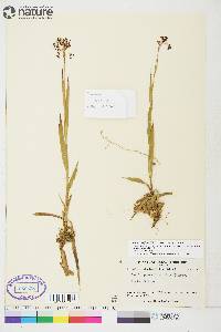 Luzula parviflora image