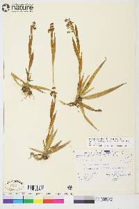 Luzula parviflora subsp. parviflora image