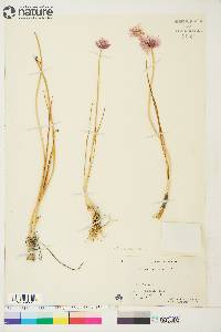 Allium sibiricum image