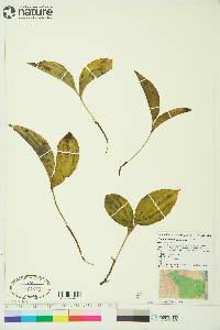 Maianthemum canadense image