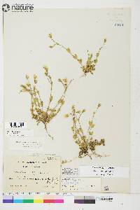 Cerastium alpinum image