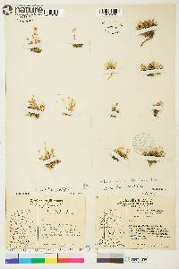 Sabulina rubella image