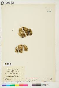 Sabulina rubella image