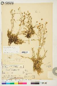 Arenaria laricifolia image