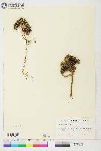 Silene acaulis image