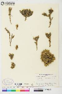 Silene acaulis image