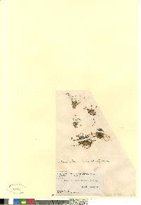 Sabulina rubella image