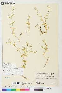 Stellaria borealis subsp. borealis image