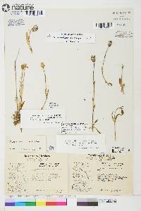 Silene uralensis subsp. uralensis image