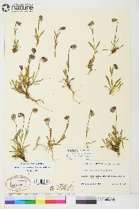 Silene uralensis subsp. uralensis image