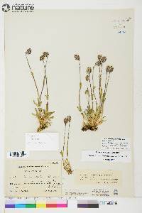 Silene uralensis subsp. uralensis image