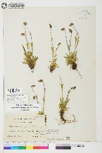 Silene uralensis subsp. uralensis image