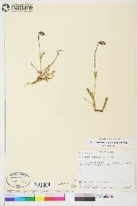 Silene uralensis image