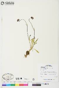 Silene uralensis image