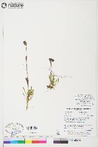 Silene uralensis subsp. uralensis image