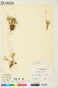 Tofieldia pusilla image