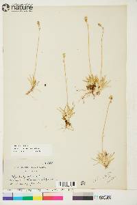 Tofieldia pusilla image