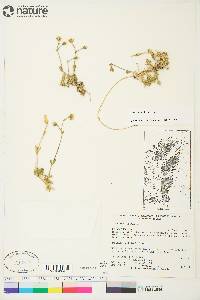 Cerastium arcticum image