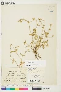 Cerastium arcticum image