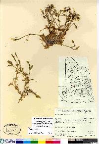 Cerastium arcticum image