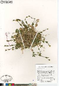 Cerastium arcticum image