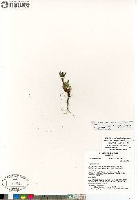 Silene involucrata subsp. involucrata image