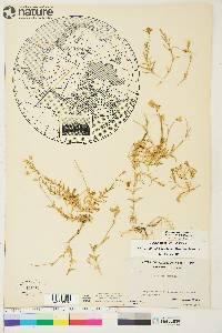 Cerastium arvense subsp. strictum image