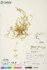 Cerastium beeringianum image