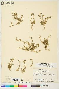 Cerastium beeringianum subsp. beeringianum image