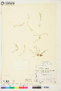 Sagina nodosa subsp. borealis image