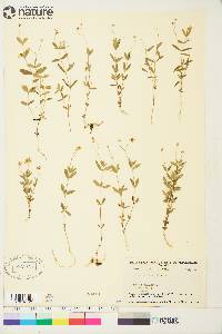 Moehringia lateriflora image