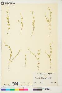 Moehringia lateriflora image