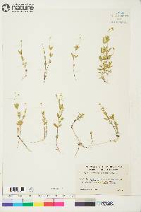 Moehringia lateriflora image