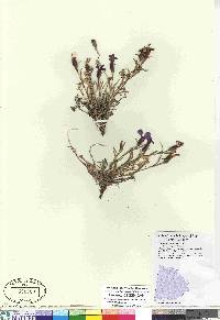 Dianthus repens image