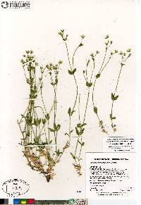 Cerastium beeringianum image