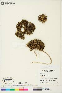 Silene acaulis image