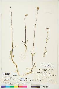 Silene uralensis subsp. ogilviensis image