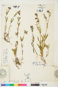 Silene repens image